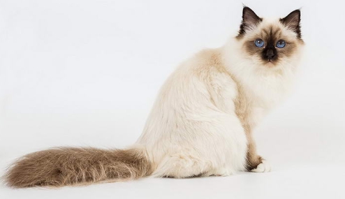伯曼猫